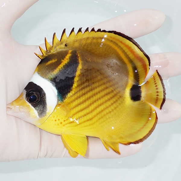【現物2】チョウハン 12cm±!海水魚 チョウチョウウオ 15時までのご注文で当日発送(t114(t207