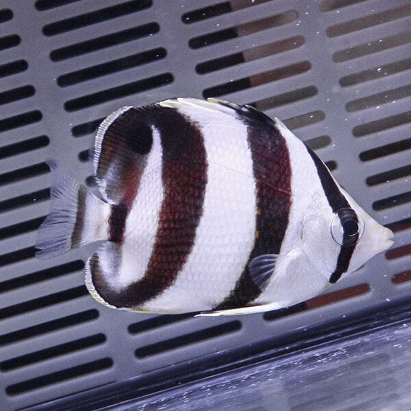 バンデッドバタフライ 5-7cm±! 15時までのご注文で当日発送(t114