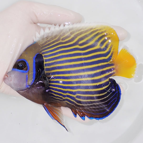 【現物4】粒エサOK タテジマキンチャクダイ 14.5cm±!海水魚 ヤッコ  15時までのご注文で当日発送(t111(t207