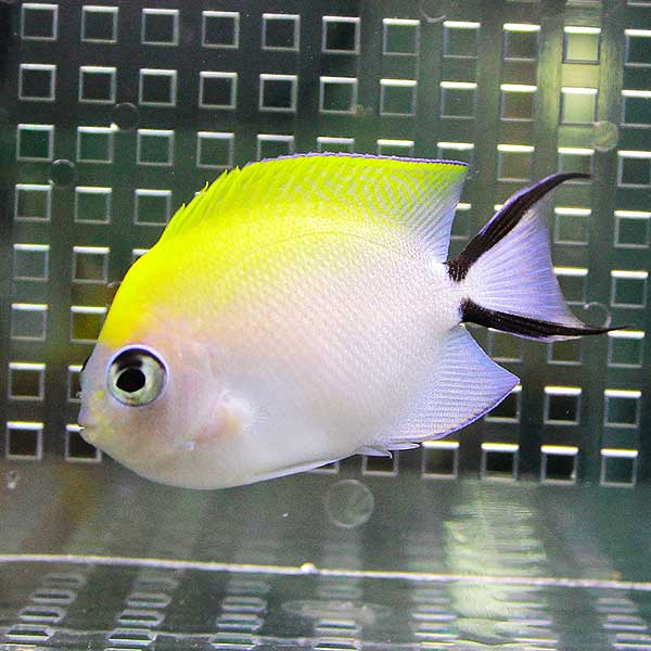 ヤイトヤッコ メス 5-7cm± 海水魚 ヤッコ !15時までのご注文で当日発送(t111