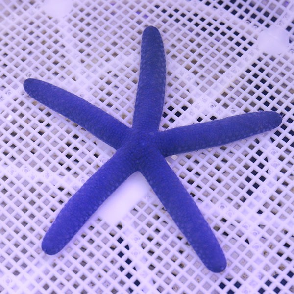 アオヒトデ 8-11cm±!【15時までのご注文で当日発送】(t151