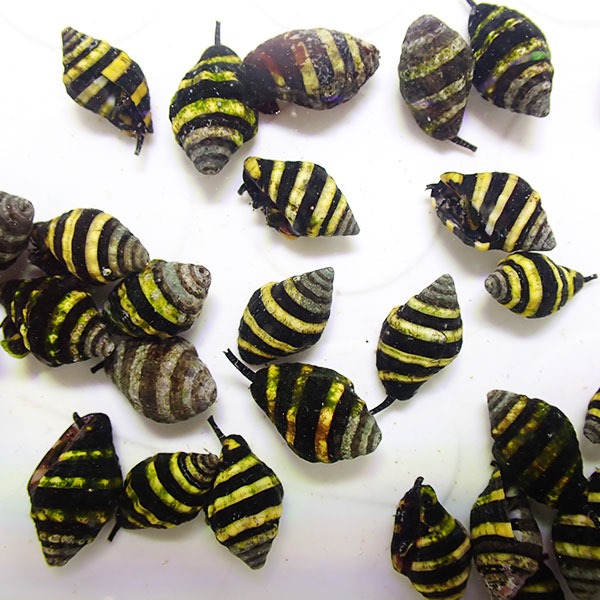 ミスジヨウバイ 1-2cm±!(t130