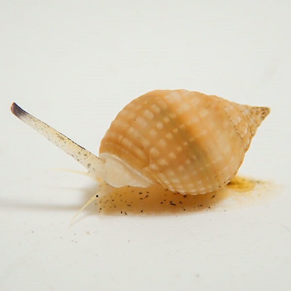 アツムシロガイ 底砂の掃除 ! 【15時までのご注文で当日発送】(t130