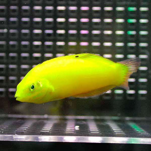 コガネキュウセン 8-10cm!海水魚 ベラ 15時までのご注文で当日発送(t122