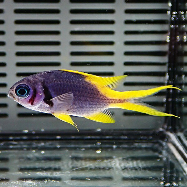 カンザシスズメダイ 5-7cm  ! 海水魚 スズメダイ 餌付け 15時までのご注文で当日発送(t117