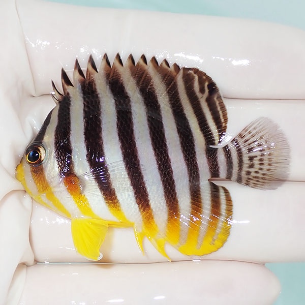 【現物14】シマヤッコ 6cm±! 海水魚 生体 15時までのご注文で当日発送(t111(t207