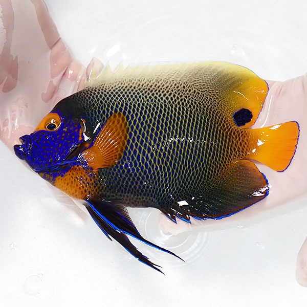 【現物10】アデヤッコ 成魚 19cm±! 海水魚 ヤッコ(t111(t207
