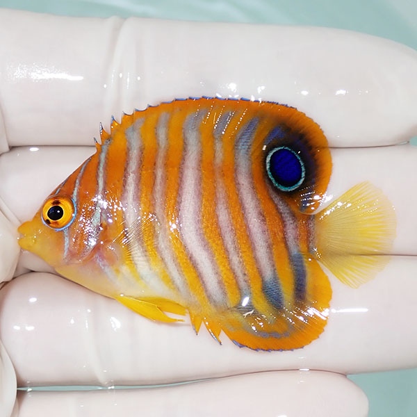 【現物13】ニシキヤッコ 5.5cm±!海水魚 ヤッコ15時までのご注文で当日発送(t111(t207