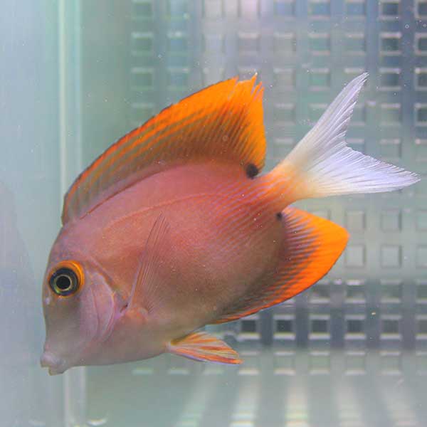 トミニエンシスタン 5-7cm±! 海水魚 ハギ 15時までのご注文で当日発送(t119