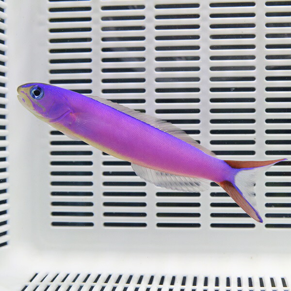 フジイロサンゴアマダイ 8cm-11cmぐらい!海水魚 アマダイ 【アマダイ】