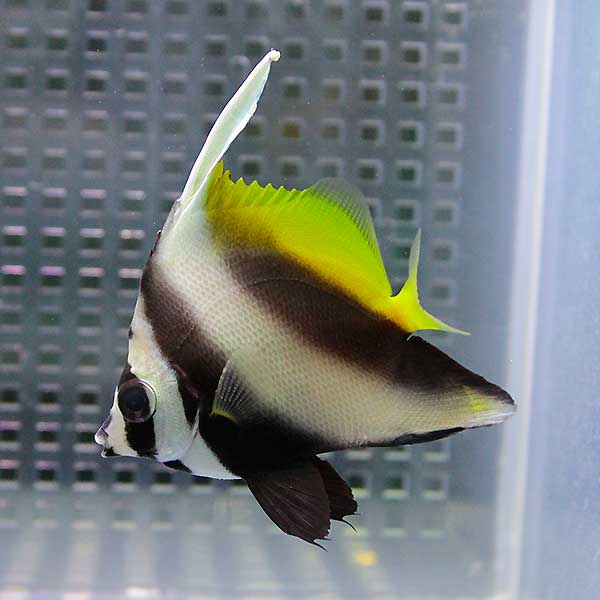 シマハタタテダイ 5-7cm±!  海水魚 チョウチョウウオ !15時までのご注文で当日発送(t114
