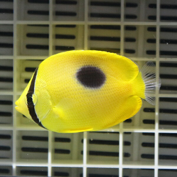 トノサマダイ 8-10cm±!   海水魚 チョウチョウウオ !15時までのご注文で当日発送(t114