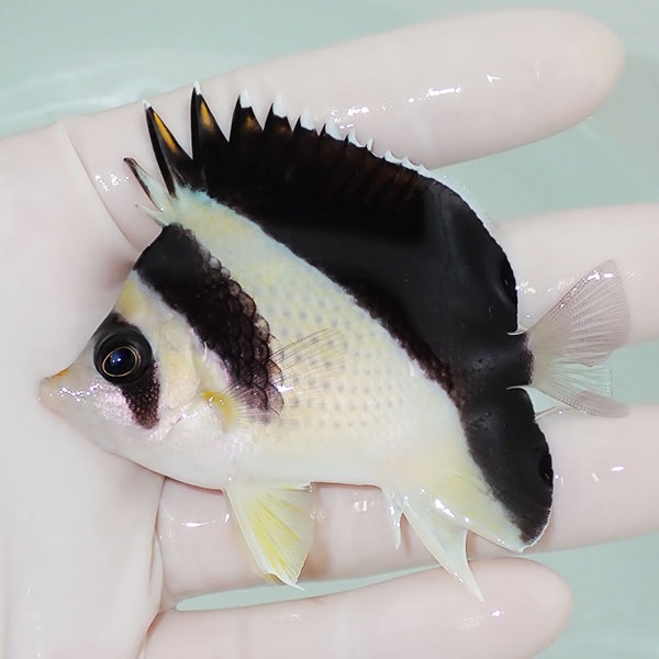 【現物4】バーゲスバタフライ 7.5cm±! 海水魚 チョウチョウウオ 15時までのご注文で当日発送(t114(t207