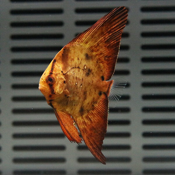 ナンヨウツバメウオ 大きめ 10-12cm±! 海水魚 ツバメウオ 15時までのご注文で当日発送【ツバメウオ】