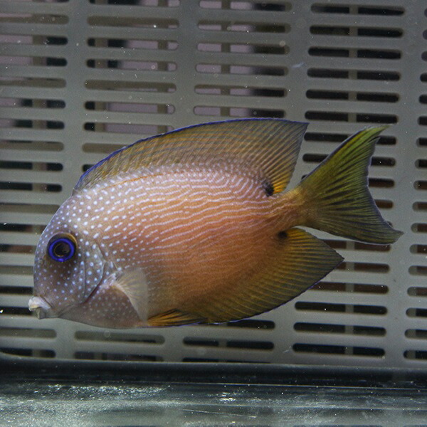 サザナミハギ 10-12cm±  ! 海水魚 ハギ 15時までのご注文で当日発送(t119