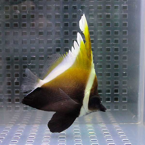 ツノハタタテダイ 8-10cm±!チョウチョウウオ 海水魚15時までのご注文で当日発送(t114