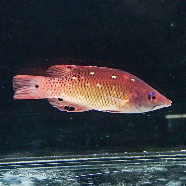 モンツキベラ　8-10cm±  !  海水魚 ベラ 餌付け・キュア済 餌付け15時までのご注文で当日発送(t122