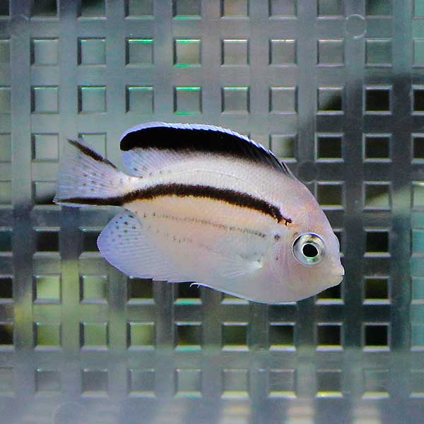 タテジマヤッコ 6-8cm± !海水魚 ヤッコ 餌付け 15時までのご注文で当日発送(t111