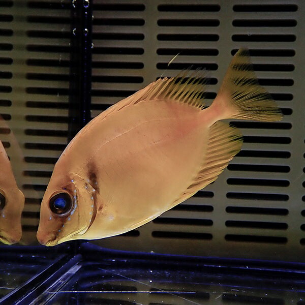 サンゴアイゴ 7-9cm±! ハギ 海水魚 !15時までのご注文で当日発送(t119