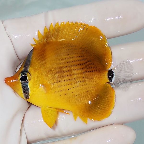 【現物2】レモンチョウ 6cm±! 海水魚 チョウチョウウオ 15時までのご注文で当日発送(t114(t207