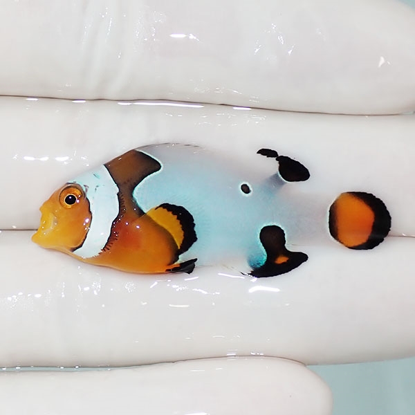 【現物2】Aグレード ブラックピカソクラウン 4.5cm±! 海水魚 クマノミ 餌付け 15時までのご注文で当日発送(t115(t207