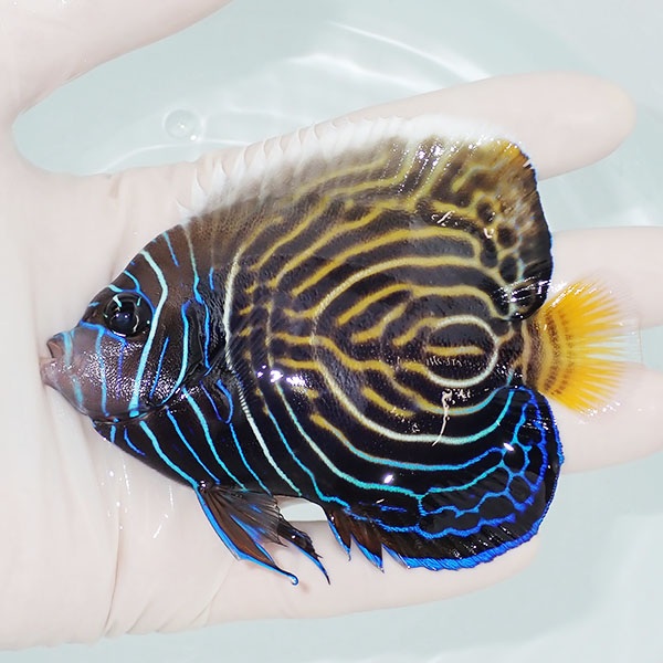 【現物2】タテジマキンチャクダイ10cm±!海水魚 ヤッコ  15時までのご注文で当日発送(t111(t207