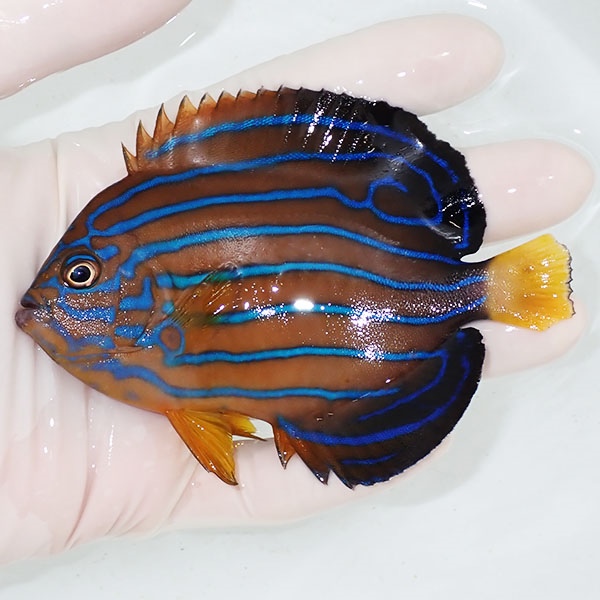 【現物1】キンチャクダイ 10.5cm±!海水魚 ヤッコ  15時までのご注文で当日発送(t111(t207