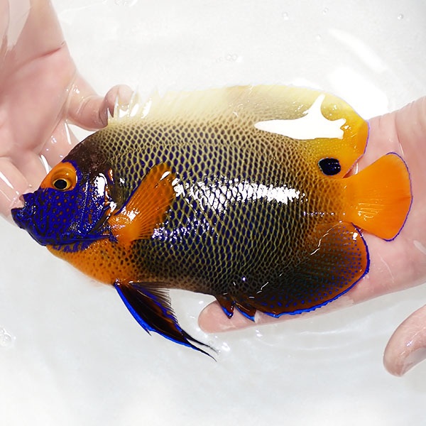 【現物8】スレ有りアデヤッコ 成魚 18.5cm±! 海水魚 ヤッコ(t111(t207