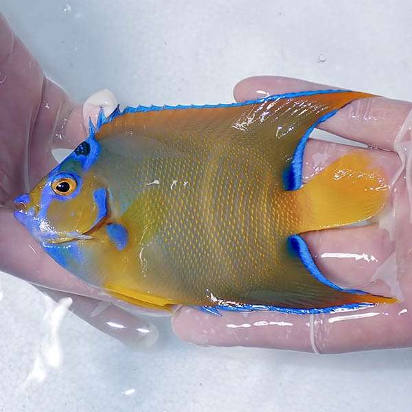 【現物6】クイーンエンゼル 13.5cm± !海水魚 ヤッコ 15時までのご注文で当日発送(t111(t207