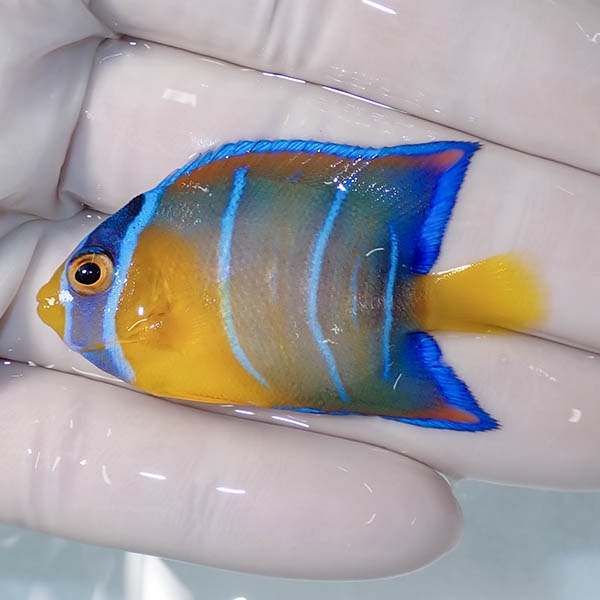 【現物7】クイーンエンゼル 5.5cm± !海水魚 ヤッコ 15時までのご注文で当日発送(t111(t207