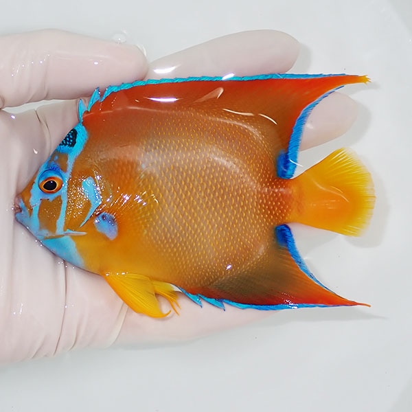 【現物2】クイーンエンゼル 11.5cm± !海水魚 ヤッコ 15時までのご注文で当日発送(t111(t207