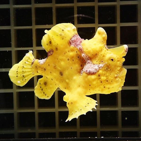 【現物8】クマドリカエルアンコウ 8.5cm! 海水魚 アンコウ 15時までのご注文で当日発送(t126(t207