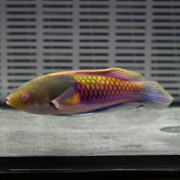 クロヘリイトヒキベラ オス個体6-8cm± !15時までのご注文で当日発送(t122