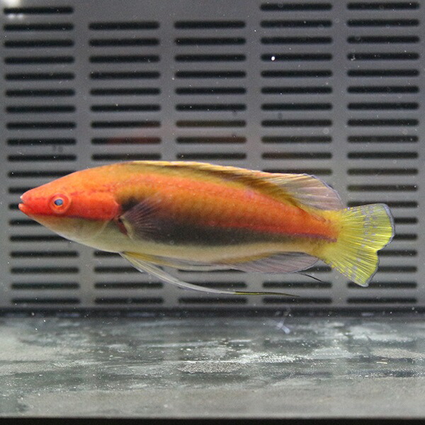 イトヒキベラ 海水魚 ベラ 7-9cm± !15時までのご注文で当日発送(t122