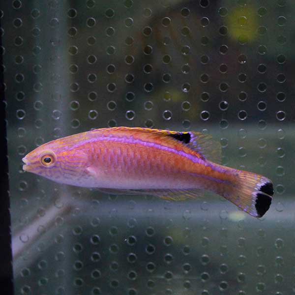 パイルズフェアリーラス 海水魚 ベラ 6-9cm± !15時までのご注文で当日発送(t122