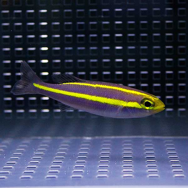 プリンセスモノクルブリーム 4-6cm±  !海水魚 15時までのご注文で当日発送(t116