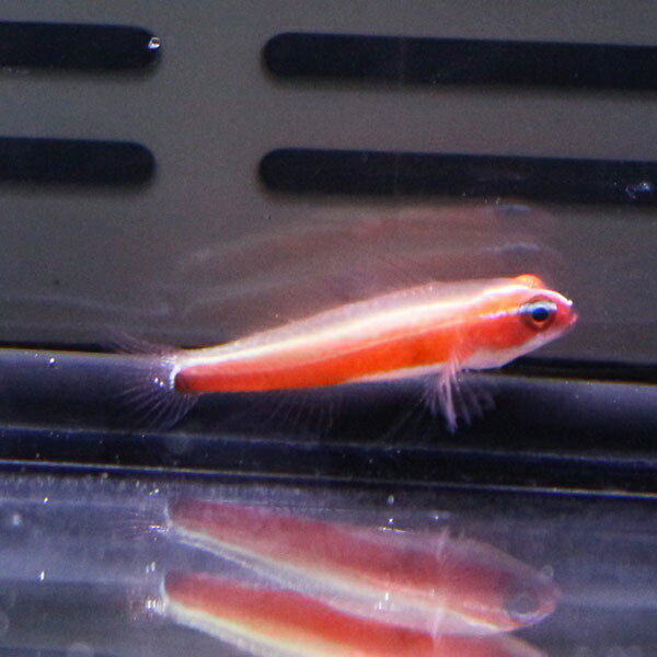 オヨギイソハゼ 1cm±!海水魚 ハゼ 15時までのご注文で当日発送(t121