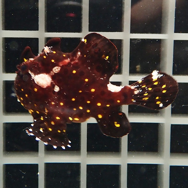 【現物7】クマドリカエルアンコウ 5cm! 海水魚 アンコウ 15時までのご注文で当日発送(t126(t207