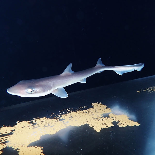 【現物】エイラクブカ ベビー 餌付け済み 25-30cmぐらい ! 海水魚 サメ 15時までのご注文で当日発送(t231