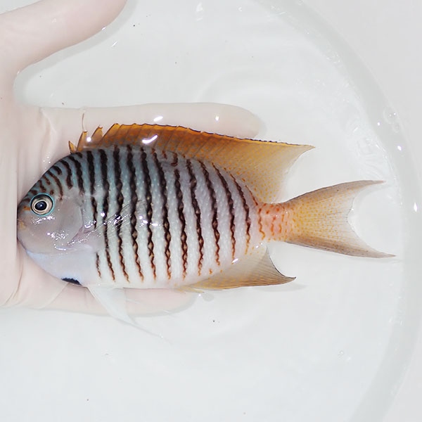 【現物1】 BIG ヤイトヤッコ ♂  14cm± ! 海水魚 ヤッコ 15時までのご注文で当日発送(t111(t207