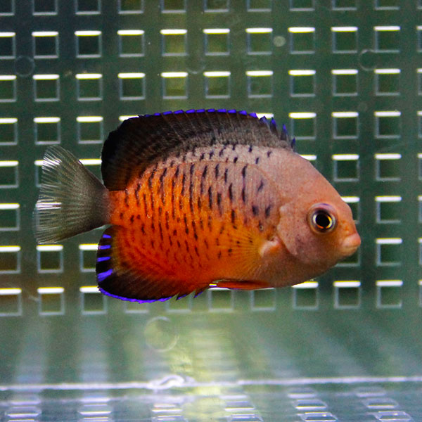 アカハラヤッコ 4-6cm±! 海水魚 ヤッコ (t111