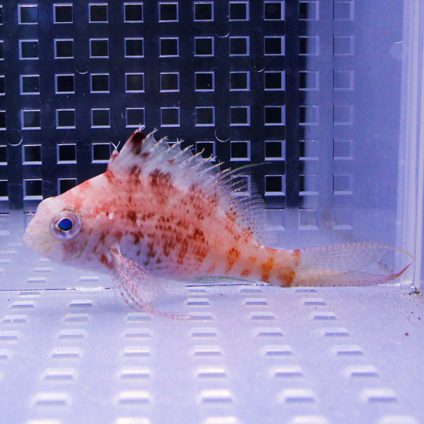 ウイゴンベ 【1匹】 6-8cm± 海水魚 ゴンベ !15時までのご注文で当日発送(t125