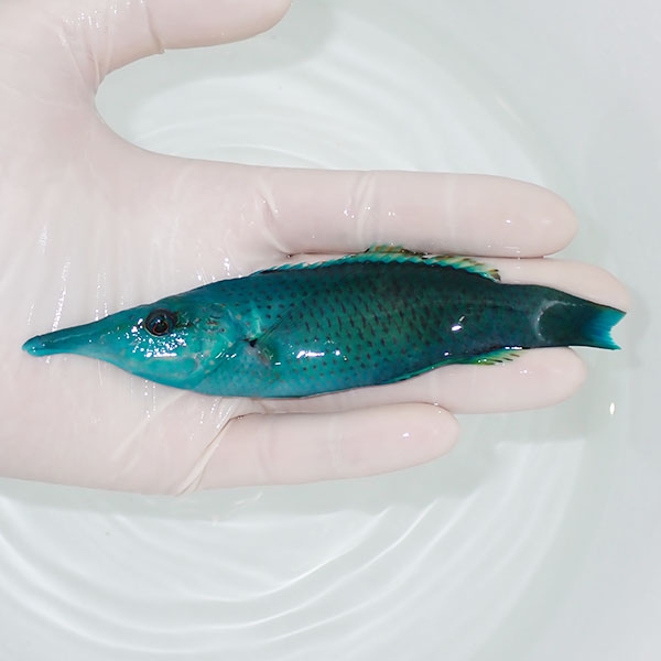 【現物1】クギベラ ♂ 13.5cm±!までのご注文で当日発送(t122(t207