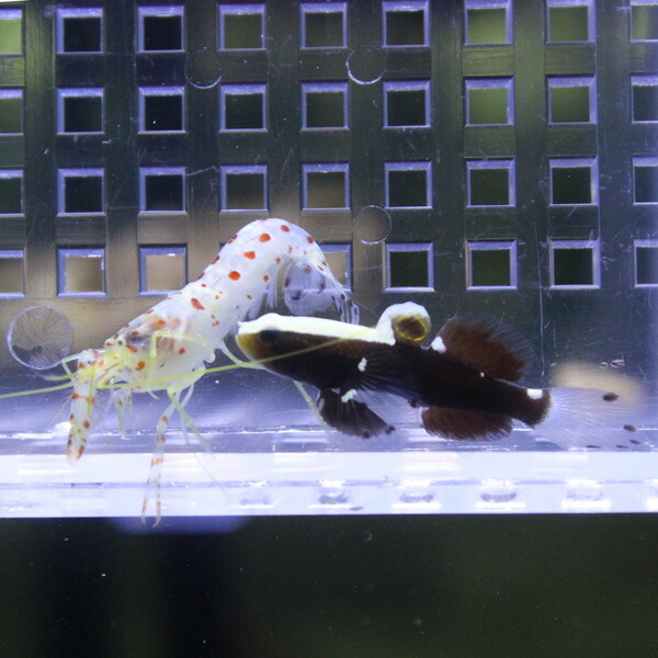 【サンプル画像】オドリハゼ＆共生エビセット! 海水魚 ハゼ 15時までのご注文で当日発送(t121(t129