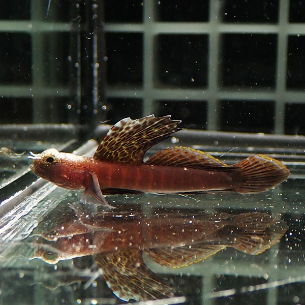 【現物3】ホタテツノハゼ 4.5cm±  !海水魚 ハゼ 15時までのご注文で当日発送(t121