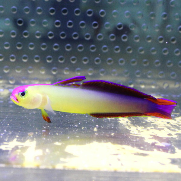アケボノハゼ 6-8cm±! 海水魚 ハゼ 餌付け 15時までのご注文で当日発送(t121