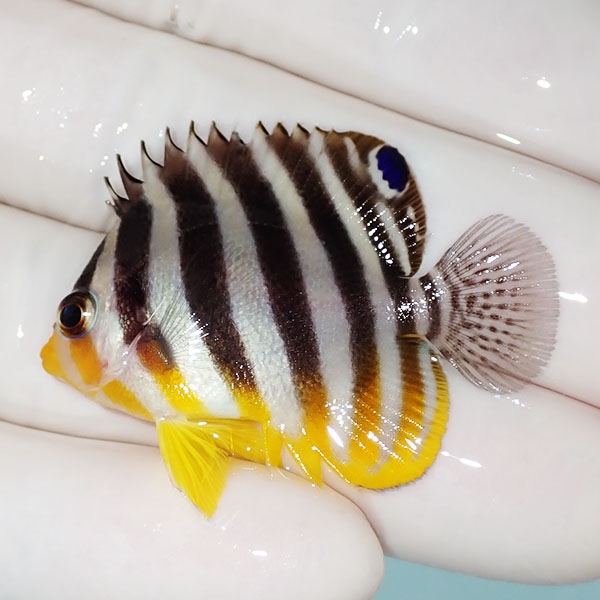 【現物21】シマヤッコ 4cm±! 海水魚 生体 15時までのご注文で当日発送(t111(t207