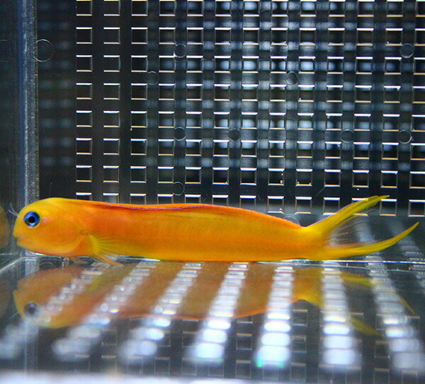 ハナダイギンポ 5-7cm! 海水魚 ギンポ 15時までのご注文で当日発送(t124(t121