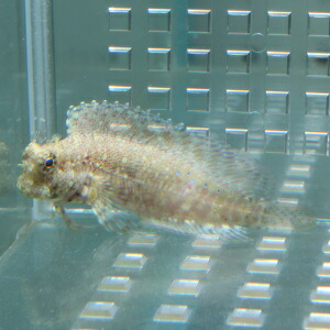 ヤエヤマギンポ  4-6cm! 茶苔取り 海水魚 ブレニー (t124(t121