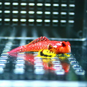 ルビーレッドドラゴネット  ! 雌雄判別不可 ミヤケテグリｓｐ．(t125